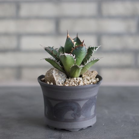 Agave titanota"Red Catweezle” × N/OH (4号)  no.510/23