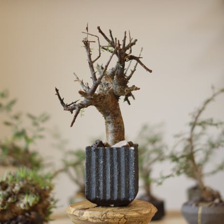 Commiphora foliacea  × soso(3号)  no.1123/8