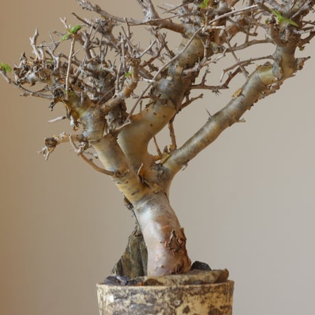 Commiphora wightii × takero pot (3号鉢)  no.412-2