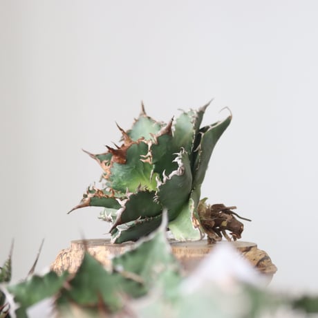 Agave titanota solareclipse / Style of Chika　no.42143