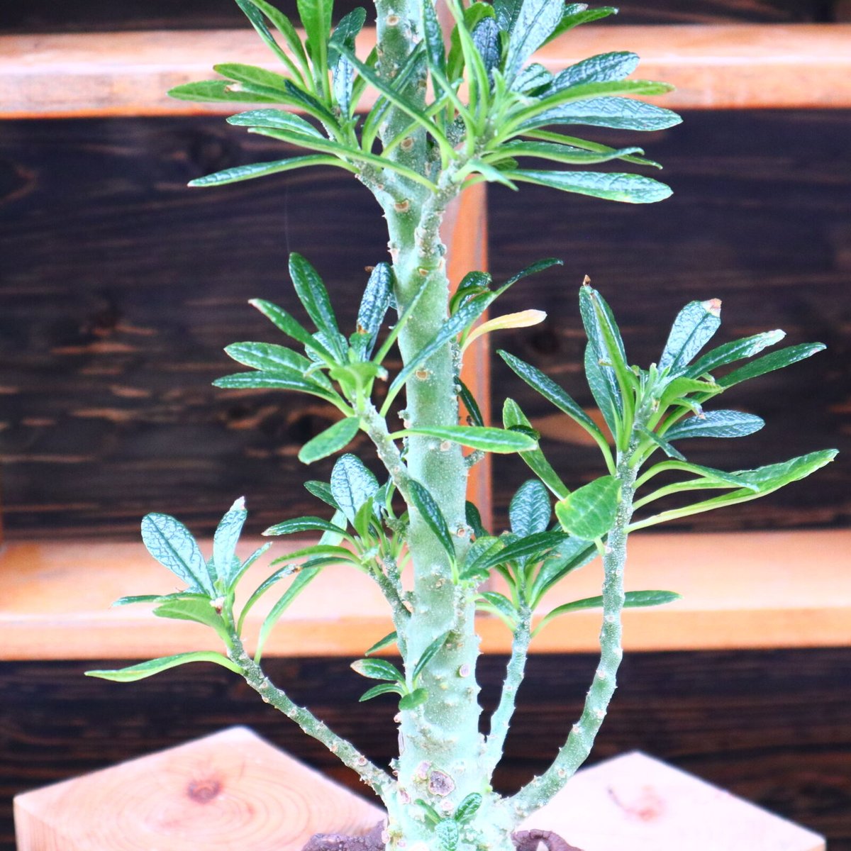 ドルステニア ギガス／Dorstenia gigas no.60576 | 芽の巣山
