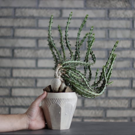 Euphorbia knuthii × N/OH (4.5号)  no.713-6