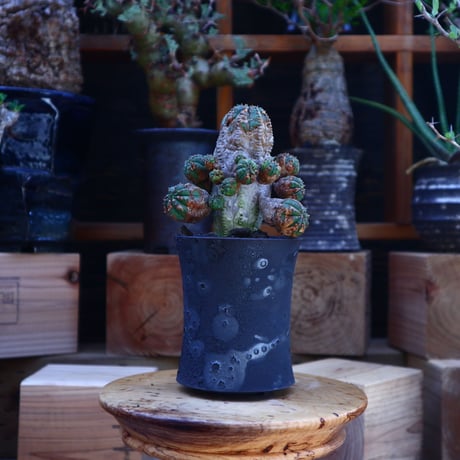ユーフォルビア  オベサ hyb. ／Euphorbia obesa  hyb.   no.62015
