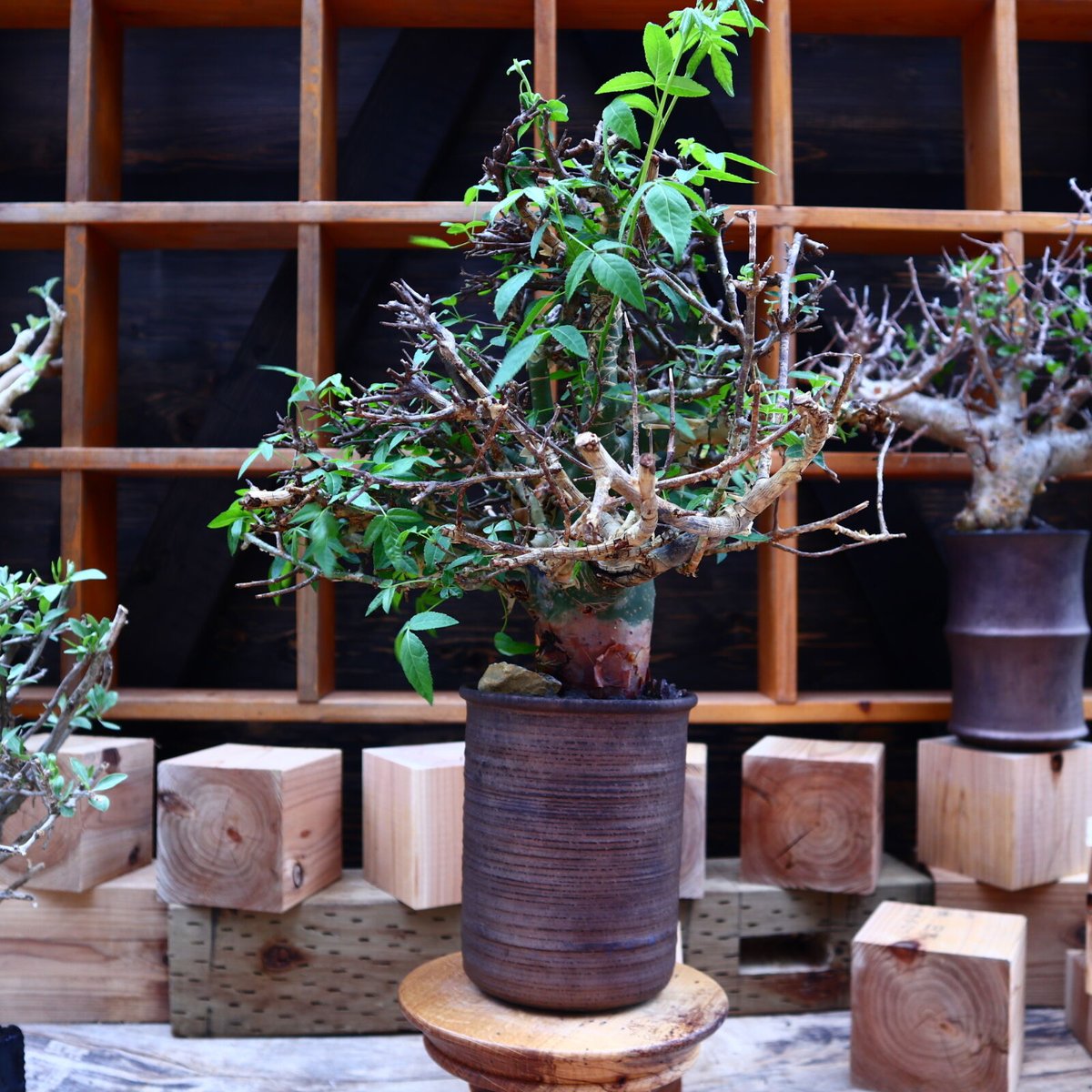 コミフォラ エミニー　Commiphora eminii 極上樹形　鉢30cm コミフォラ エミニー Commiphora eminii 極上樹形 鉢30cm