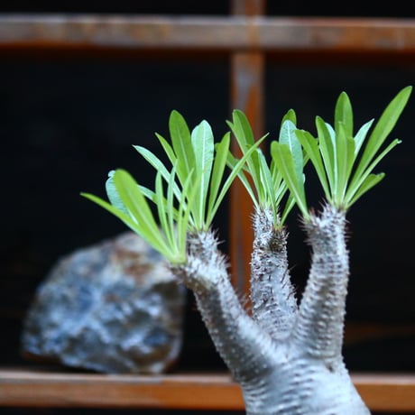 パキポディウム  イノピナツム／Pachypodium Inopinatum   no.12346