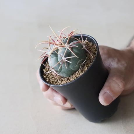 Thelocactus hexaedrophorus v. fossulatus / 緋冠竜 (2.5号鉢)  no.913/38