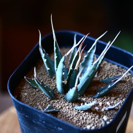 アガベ  ユタエンシス    エボリスピナ  Agave uthaensis var. eborispina  no111576③