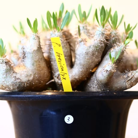 パキポディウム ブレビカリックス / Pachypodium densiflorum var. brevicalyx      no.41603