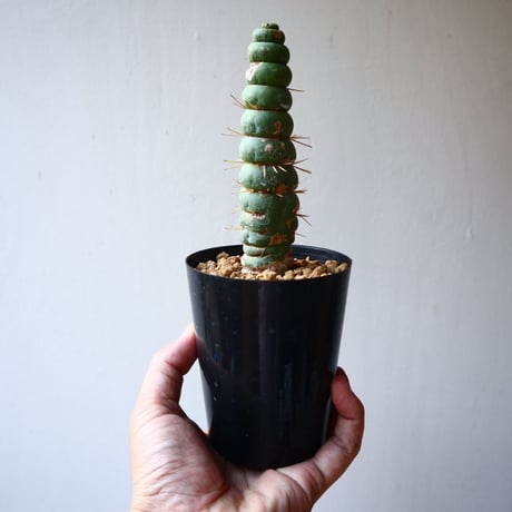 ユーリキニア   カスタネア   スピラリ    Eulychnia castanea f. 'spiralis'  no.111104