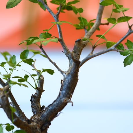 Bursera fagaroides × soso   no.100846