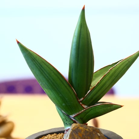 N/OH × Sansevieria ehrenbergii〝Samurai″  no.61849