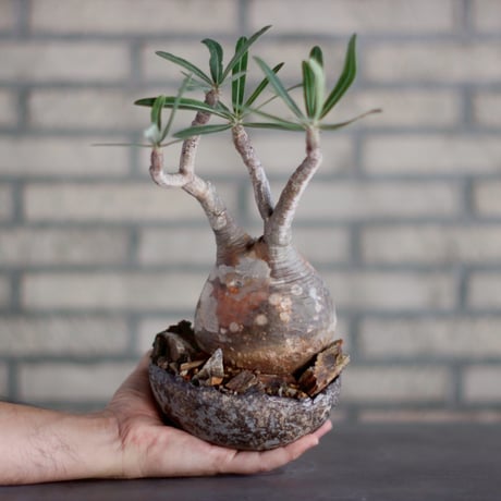 Pachypodium gracilius × takero pot (4.5号)  no.928/18