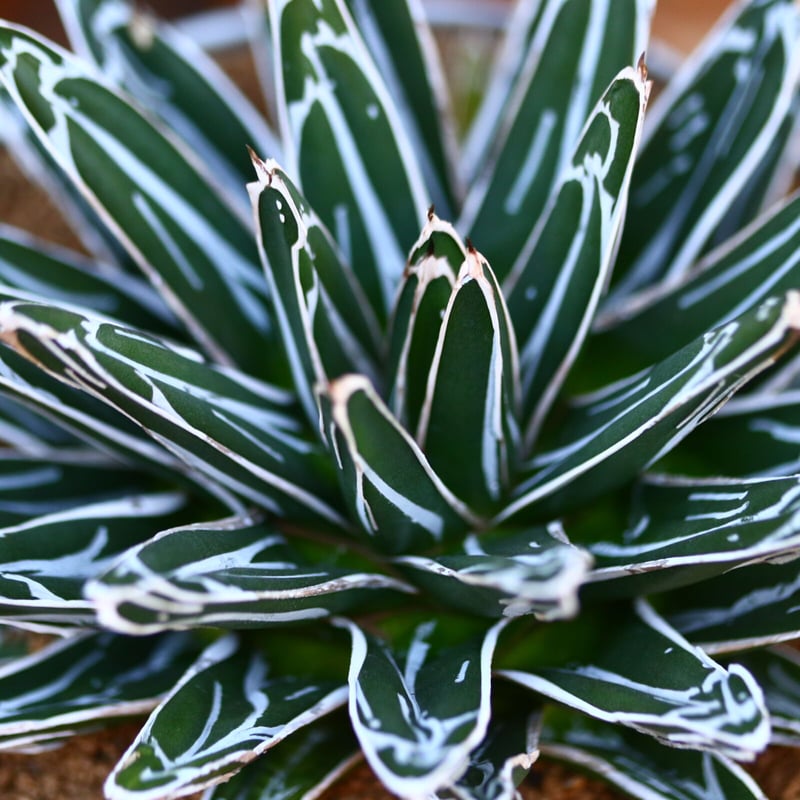 アガベ 笹の雪／Agave victoriae reginae no.22746 | 芽の巣山