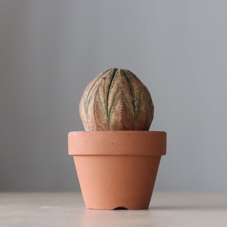 Euphorbia obesa × YAMABACHI var. N/OH (3号鉢)  no.420-50