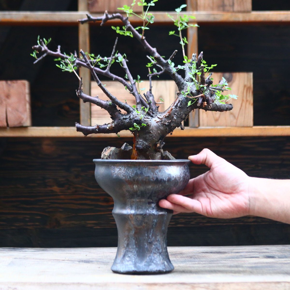 コミフォラボラネンシス2 commiphoraboranensis 挿木 発根済 コミフォラボラネンシス2 commiphoraboranensis 挿木 発根済