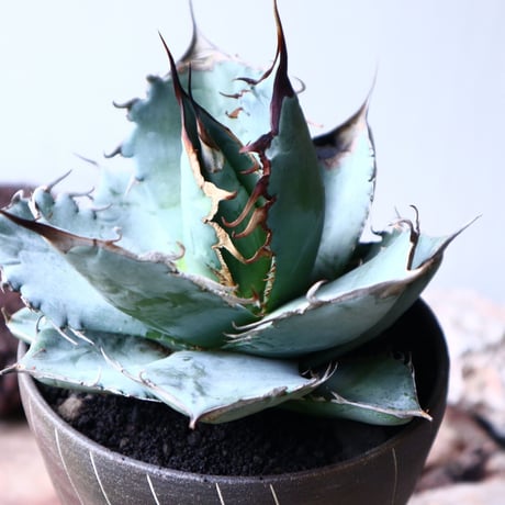 アガベ   チタノタ 〝アイス ブルー〟 Agave  titanota  ice blue   no.71443
