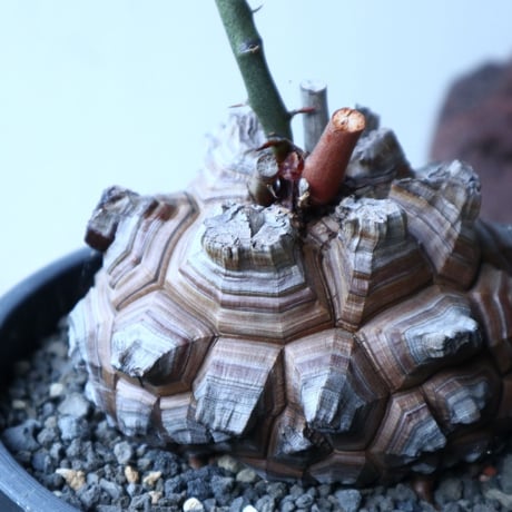 ディオスコレア   亀甲竜    Dioscorea elephantipe     no.91504