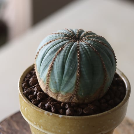 Euphorbia obesa × YAMABACHI var. Atsushi Funakushi  no.905-26