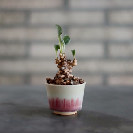 CATEGORY 2025/10/11 20:00~ | 芽の巣山