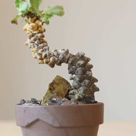 Othonna herrei × YAMABACHI var. takero pot (3号鉢) no.412-5