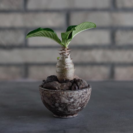 Pachypodiu windsorii × takero pot (2.5号)  no.817-21