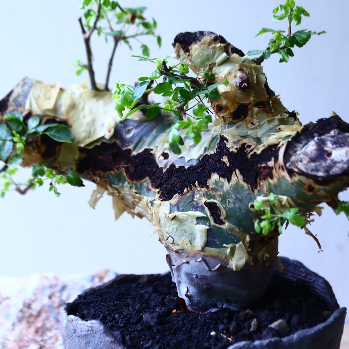 コミフォラ カタフ v.ターカネンシス Commiphora kataf ver.tu