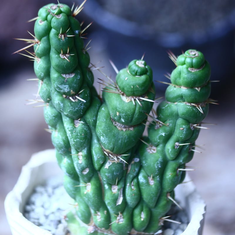 ユーリキニア カスタネア スピラリス 綴化 Eulychnia castanea ユーリキニア カスタネア スピラリス 綴化 Eulychnia castanea
