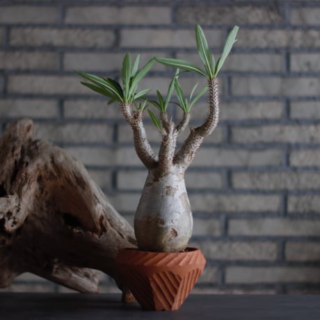 Pachypodium Inopinatum × N/OH (5号)  no.601/2