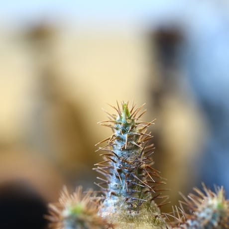 Pachypodium gracilius   no.32441