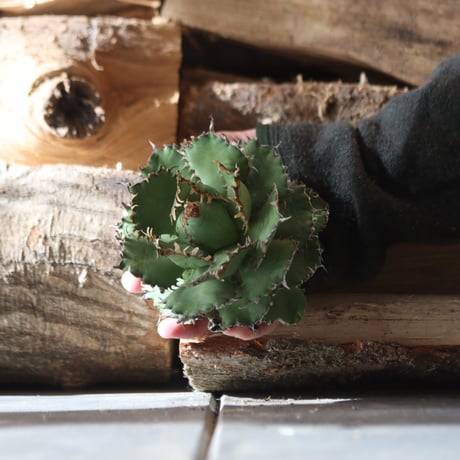 U.S. filigree (Agave titanota filigree)/ Style of Chika　no.1203-6