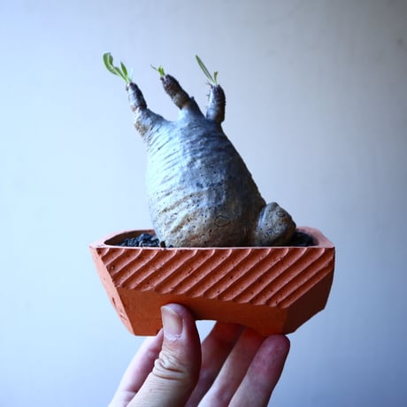 パキポディウム グラキリス   Pachypodium rosulatum var. gracilius no.30105