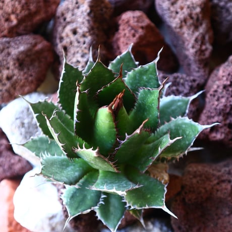 アガベ ホリダ   Agave horrida   no.30828
