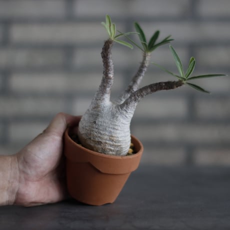 Pachypodium gracilius × YAMABACHI (3号)  no.713-11