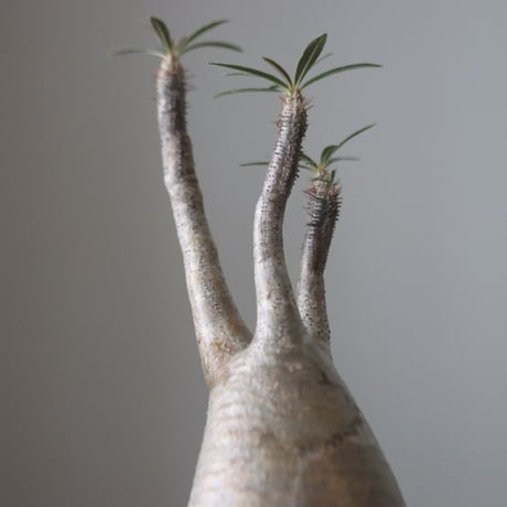 Pachypodium gracilius × Kazuhiro Arima    no.51224