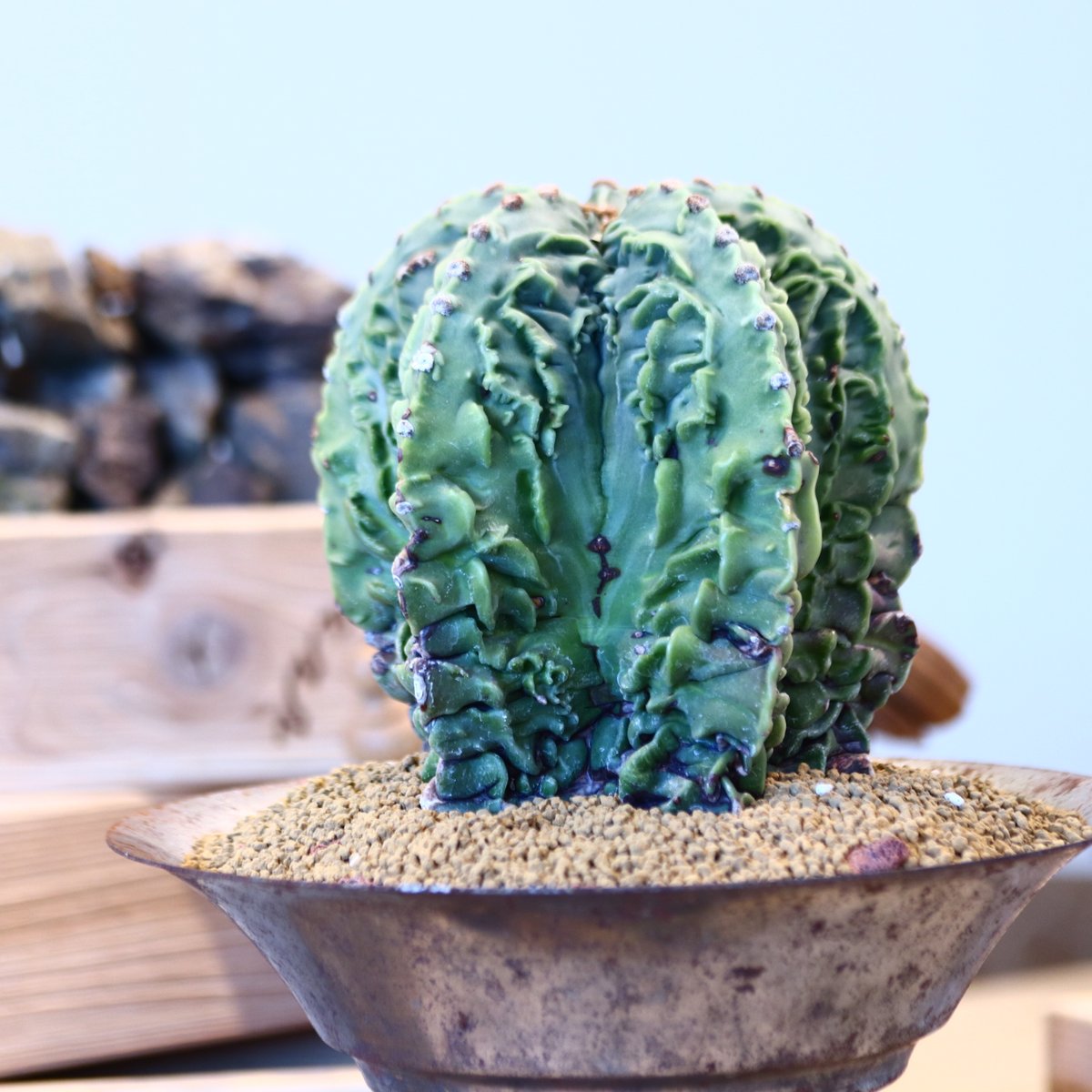 Astrophytum 複隆ランポー玉 × M&M no.107130 | 芽の巣山