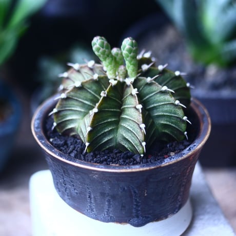 ギムノカリキウム   フィードリッフィーLB2178  Gymnocalycium friedrichii    no.61435