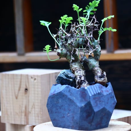ペラルゴニウム  クリズミフォリウム／Pelargonium crithmifolium    no.10964