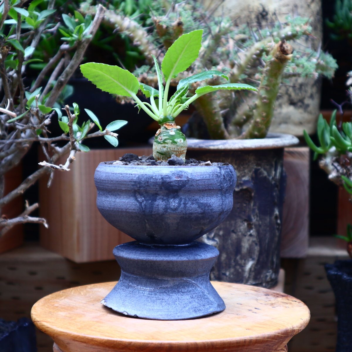 ドルステニア フォエチダ／Dorstenia foetida no.60630 | 芽の巣山