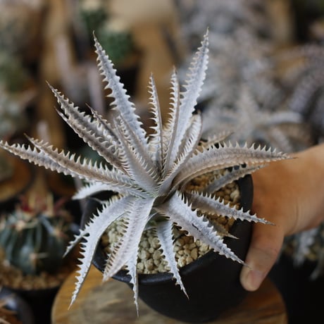 Dyckia ‘Nemesis' x ‘crystal Boy' (4号鉢)  no.1226/40