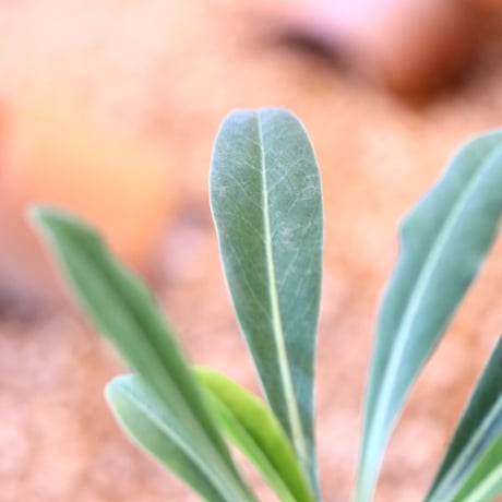 ユーフォルビア  鉄甲丸 実生 / Euphorbia bupleurifolia   no.82024