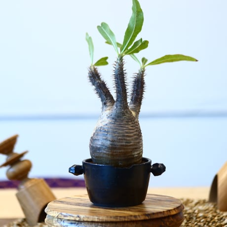 N/OH × Pachypodium  gracilius    no.61839