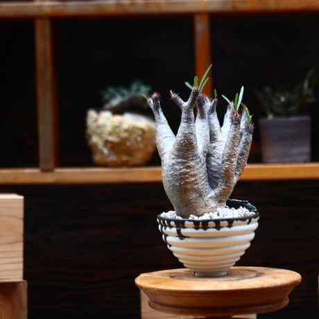 パキポディウム  グラキリス 多頭／Pachypodium  gracilius       no.91938