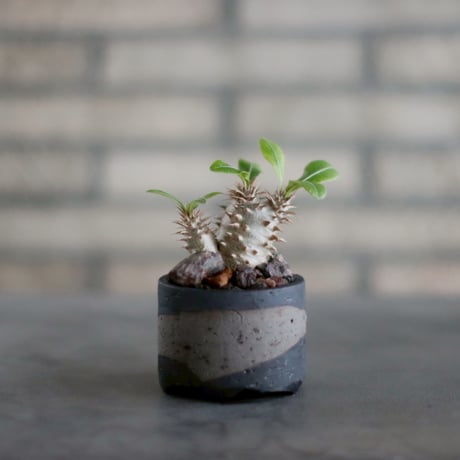 CATEGORY 実生株 | 芽の巣山