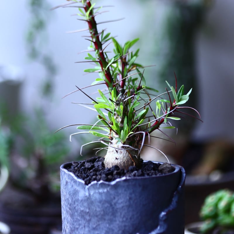 フォークイエリア プルプシー 実生 Fouquieria purpusii no