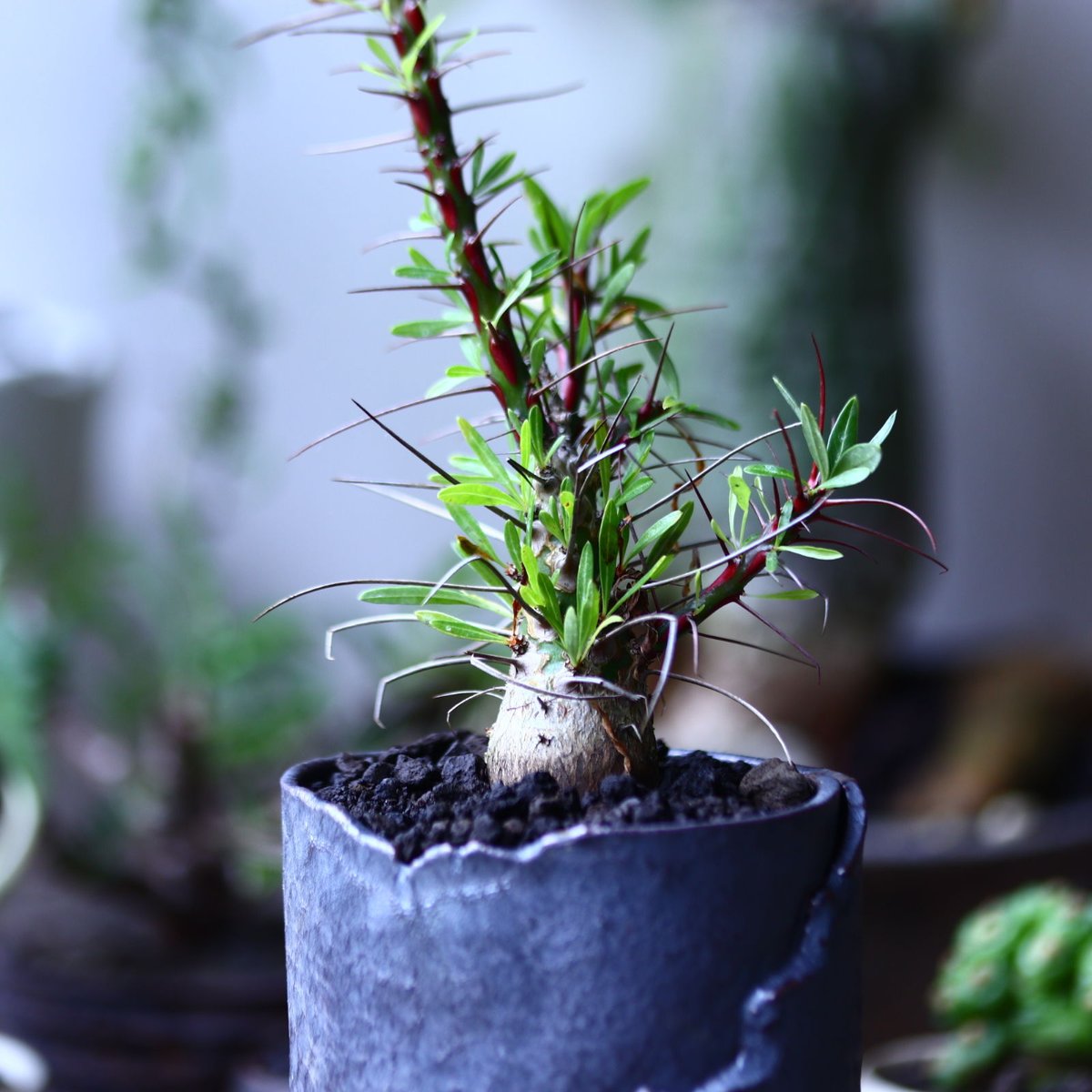 フォークイエリア プルプシー 実生 フォークイエリア プルプシー（実生） | hanayoshi-botanical