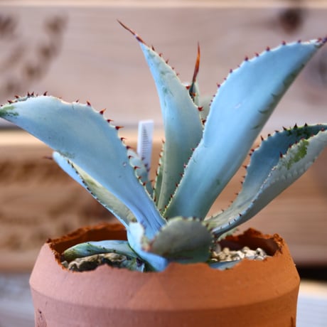 Agave Dragon Toes × N/OH　no. 107122