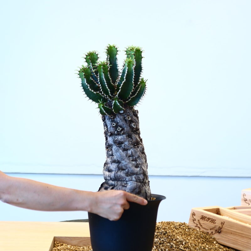 ユーフォルビア　ムランジーナ　手乗りサイズ。 ユーフォルビア ムランジーナ | STELLA.PLANTS