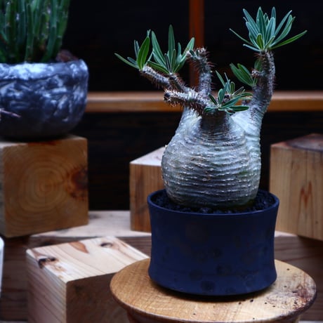 パキポディウム  グラキリス／Pachypodium  gracilius       no.52325