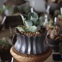 Agave hyb. potatorum × Isthmensis / Style of Chika × soso  no.1201-33