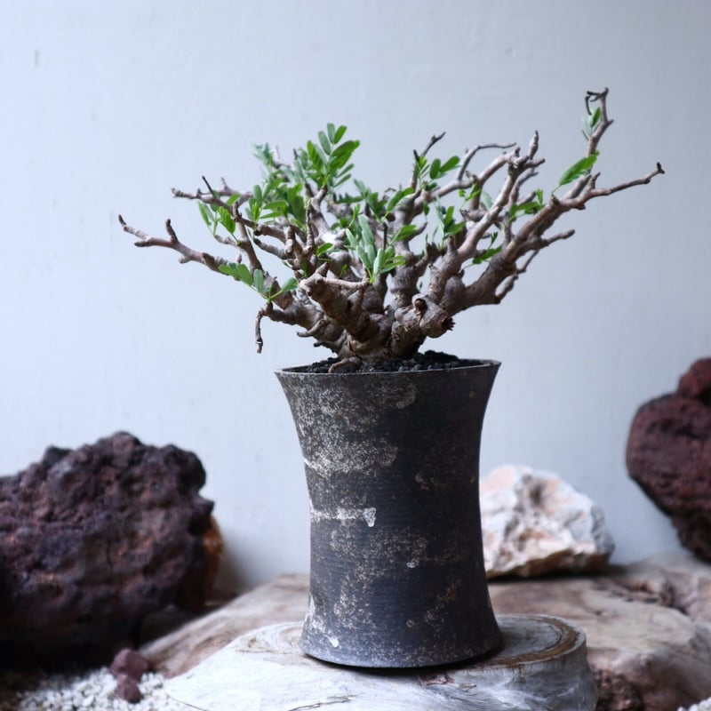センナ メリディオナリス Senna meridionalis no.91516 | 芽の巣山 センナ メリディオナリス Senna meridionalis no.91516 | 芽の巣山